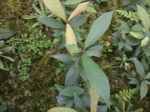 贵州茶苗批发\贵州梅占苗基地 