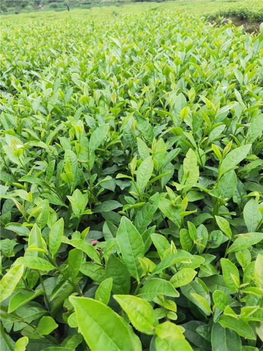 山西茶苗批发 