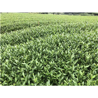 四川名山白毫131茶苗 
