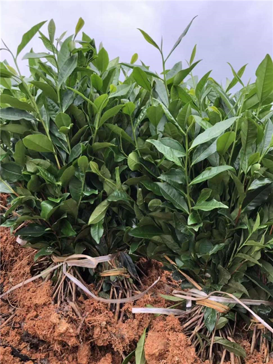 四川黄芽早茶苗-福鼎大白茶苗供应商 