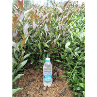山东梅占茶苗 