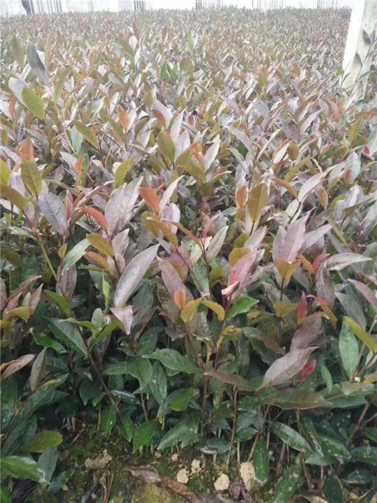 名山早311茶苗种植_巴中茶苗哪里有卖 