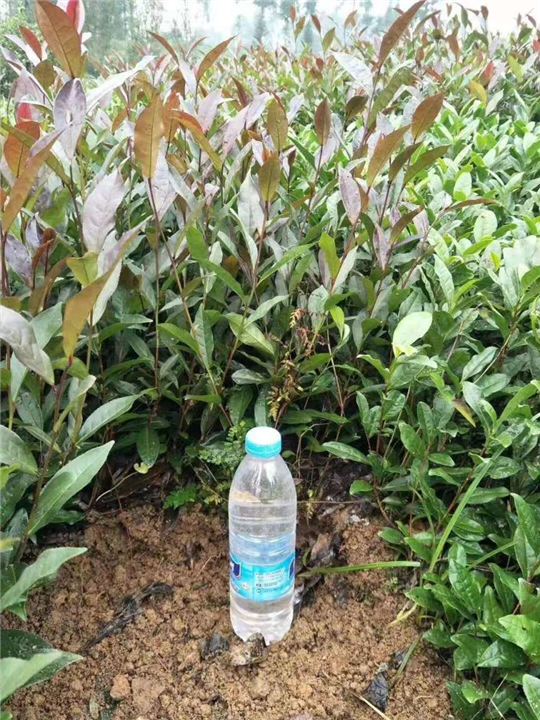 山东梅占茶苗 