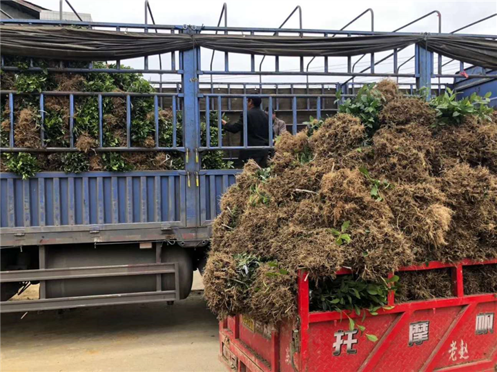 河南茶苗价格-河南茶苗批发-河南茶苗基地 