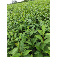 陕西茶苗哪里有卖 
