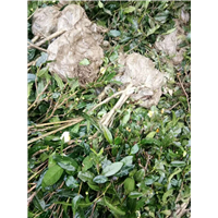 成都茶苗价格-成都茶苗批发-成都茶苗基地 