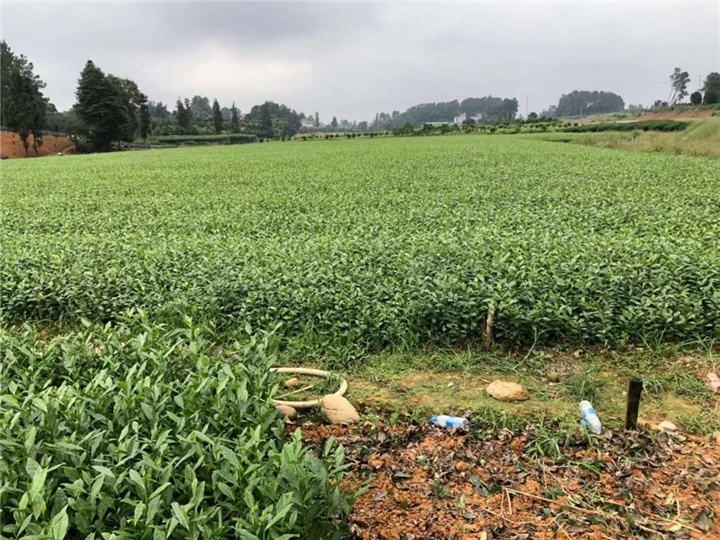四川福鼎大白茶苗 