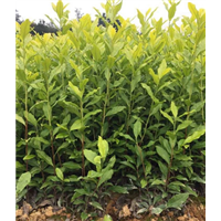 雅安名山苗业-四川黄金茶苗-四川茶苗 