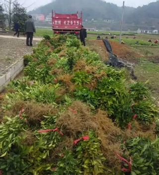 四川茶苗基地@楮叶齐茶苗基地@楮叶齐茶苗 