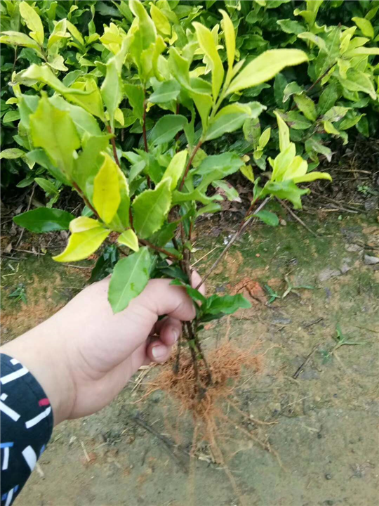 山东茶苗价格-山东茶苗批发-山东茶苗基地 