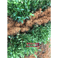 四川茶苗种植基地-中茶302茶苗基地 
