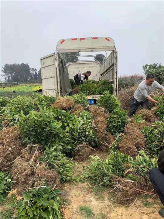 新疆福鼎大白茶苗 