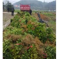 四川茶苗基地@楮叶齐茶苗基地@楮叶齐茶苗 