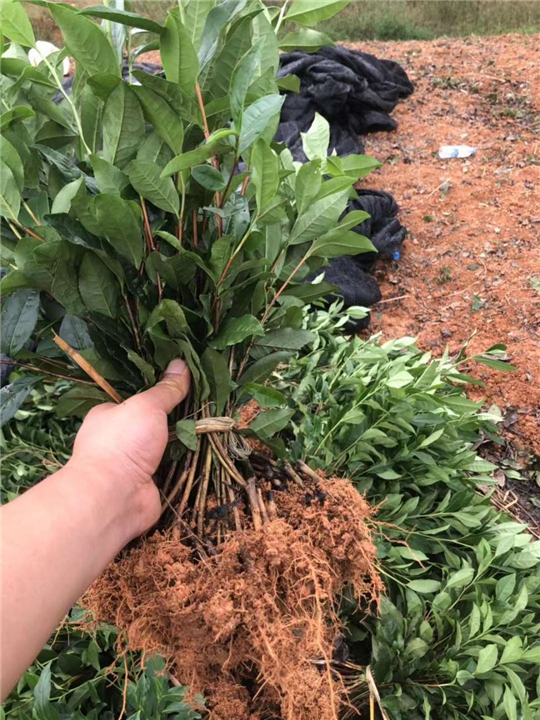 四川福鼎大白茶苗-名山早311茶苗多少钱 