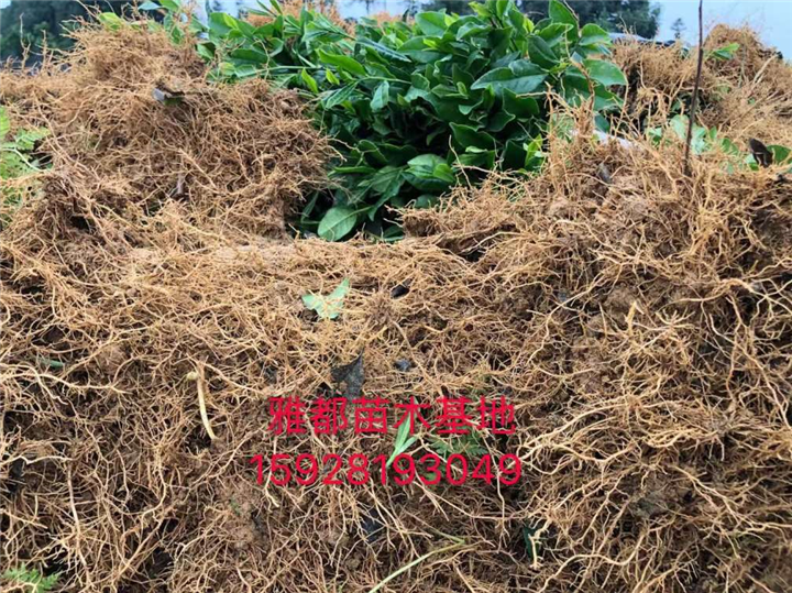 四川安吉白茶茶苗 