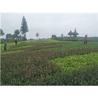 四川虫茶苗 