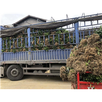 河南茶苗价格-河南茶苗批发-河南茶苗基地 