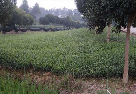 贵州安吉白茶苗 