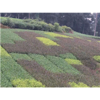 黑龙江中茶108茶苗 
