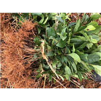 老鹰茶苗茶苗供应商_德阳龙井长叶茶苗 