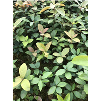 德阳乌牛早茶苗 