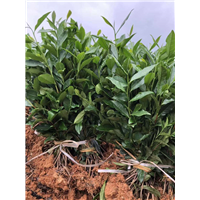 四川黄芽早茶苗-福鼎大白茶苗供应商 