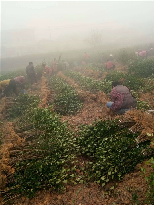 浙江茶苗价格-浙江茶苗批发-浙江茶苗基地 