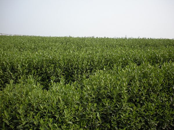 湖南名选131茶苗，湖南名选131茶苗供应 