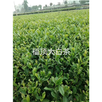 福鼎大白茶苗 