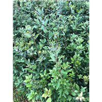 中茶302茶苗价格_成都名山白毫131茶苗 