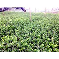 贵州名选131茶苗，贵州名选131茶苗批发 