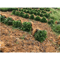 四川茶苗种植基地 