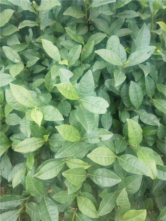 名山早311茶苗基地_达州龙井43号茶苗 