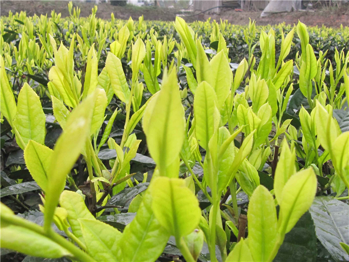 湖南黄金茶苗价格\湖南黄金茶苗批发 