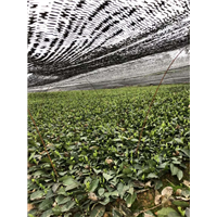 湖南茶苗价格-湖南茶苗批发-湖南茶苗基地 