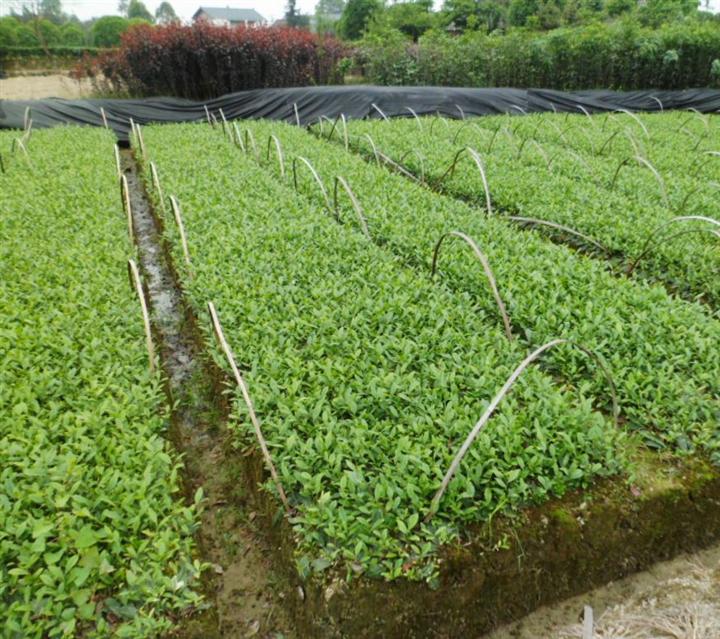 哪里有福鼎大白茶苗卖？湖北福鼎大白茶苗 