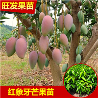 广东象牙芒果苗