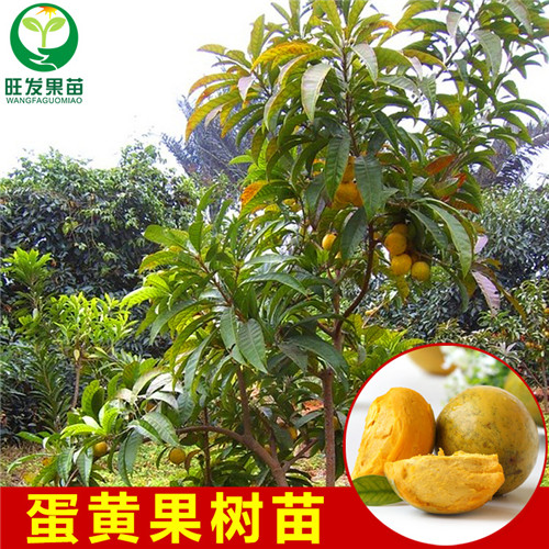东莞蛋黄果苗