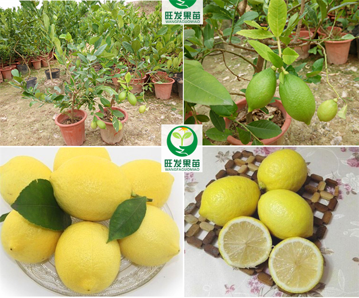 广东尤力克柠檬苗