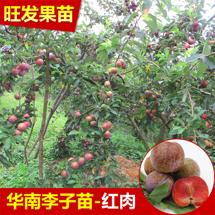 惠州南华李苗