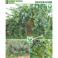 深圳台湾四季无籽香水柠檬 