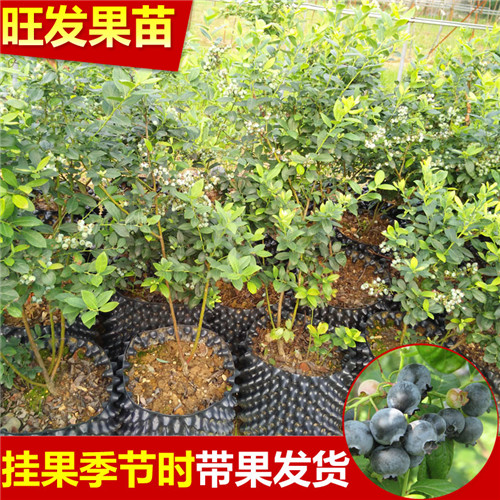 惠州蓝莓苗