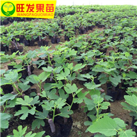 南宁无花果苗