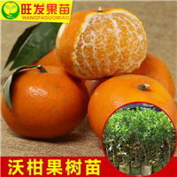 广西沃柑苗价格