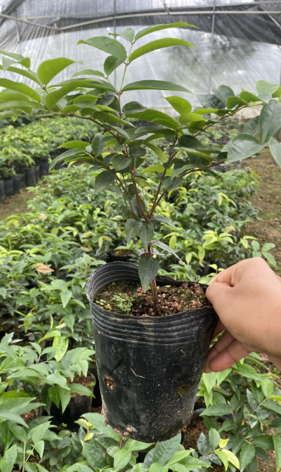 惠州树葡萄苗