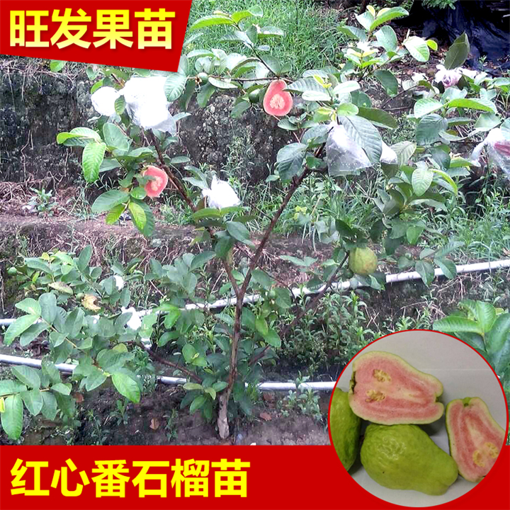 广西西瓜番石榴苗 