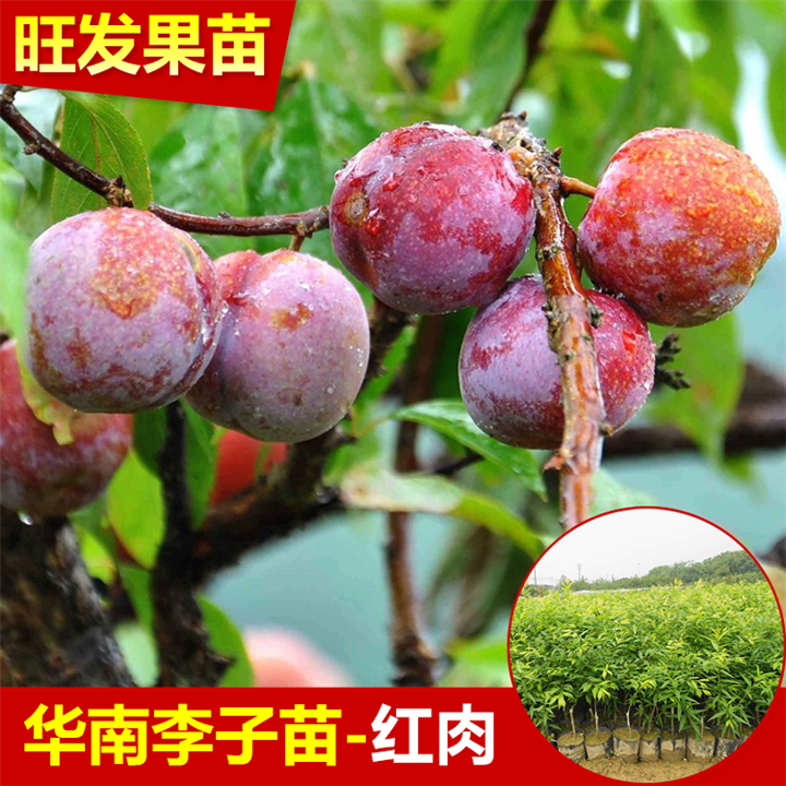 钦州南华李苗