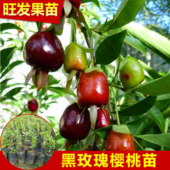 广东黑玫瑰樱桃苗