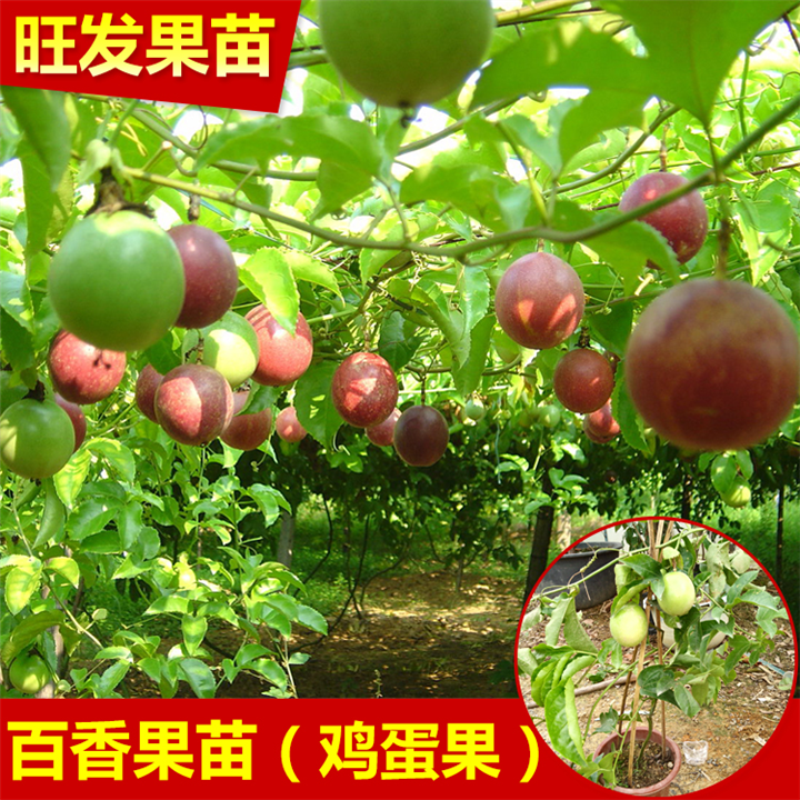 深圳紫香百香果苗 