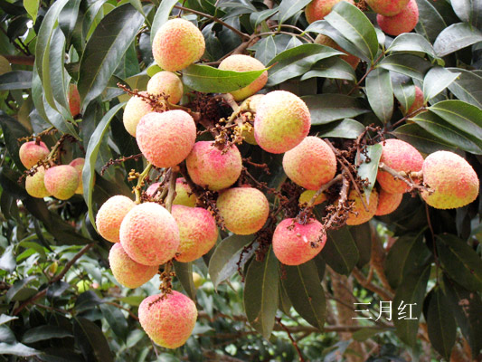 深圳三月红荔枝苗